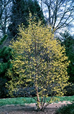  Image name: corniolo2.jpg 
 width: 250 pixel 
 height: 384 pixel 
 Size: 48278 bytes 
 Click to enlarge 